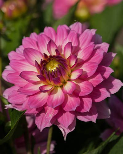 DAHLIA BELLINI® 10 kusov Novinka